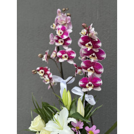 RENKLİ ORKİDE ARAJMANI