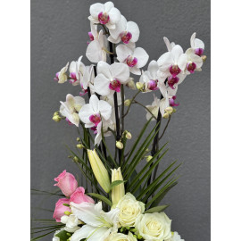 RENKLİ ORKİDE ARAJMANI