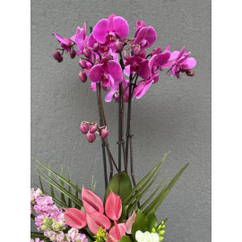 RENKLİ ORKİDE ARAJMANI