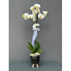 AYAKLI DEKORATİF SAKSIDA TEK DAL BEYAZ ORKİDE 