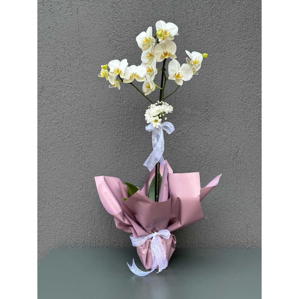 TEKLİ BEYAZ ORKİDE