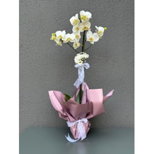 TEK DAL BEYAZ ORKİDE