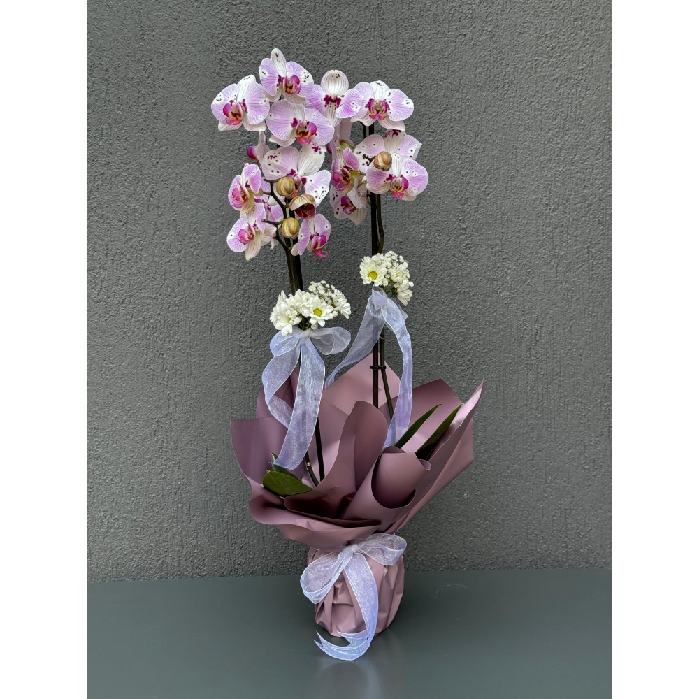 ÇİFT DAL KIRÇILLI PEMBE ORKİDE