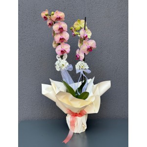 ÇİFT DALLI RENKLİ ORKİDE