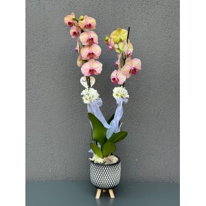 AYAKLI DEKORATİF SAKSIDA ÇİFT DAL RENKLİ ORKİDE 