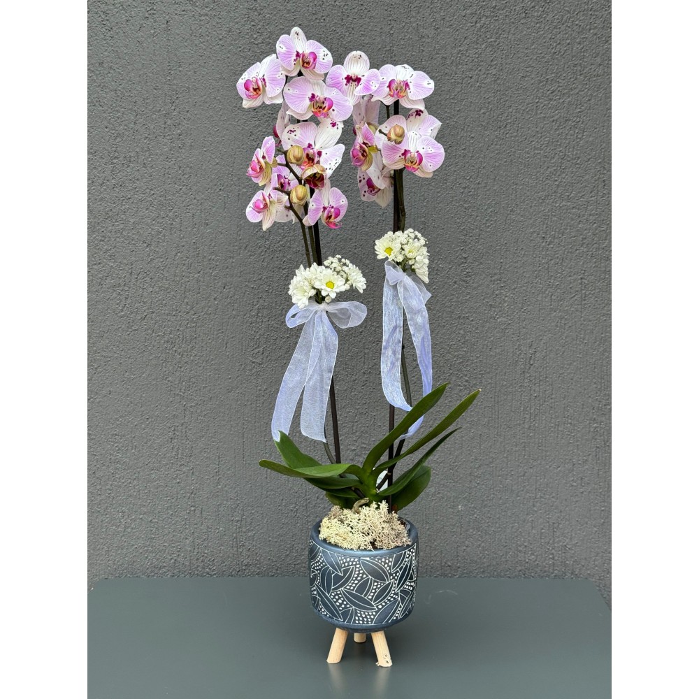 AYAKLI DEKORATİF SAKSIDA ÇİFT DAL KIRÇILLI PEMBE ORKİDE
