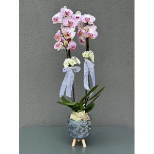 AYAKLI DEKORATİF SAKSIDA ÇİFT DAL KIRÇILLI PEMBE ORKİDE