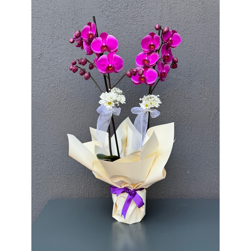 ÇİFT DAL MOR ORKİDE