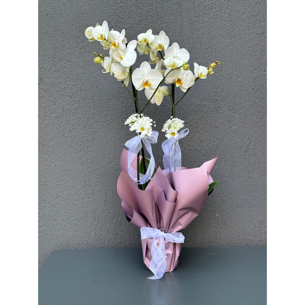 ÇİFT DAL BEYAZ ORKİDE