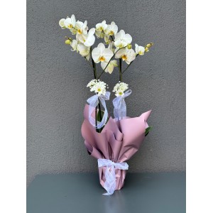 ÇİFT DALLI BEYAZ ORKİDE