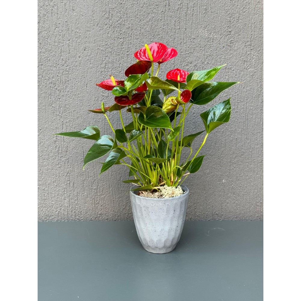 DEKORATİF SAKSIDA KIRMIZI ANTORYUM ÇİÇEĞİ