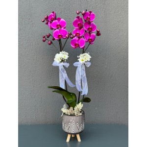 AYAKLI DEKORATİF SAKSIDA ÇİFT DAL MOR ORKİDE