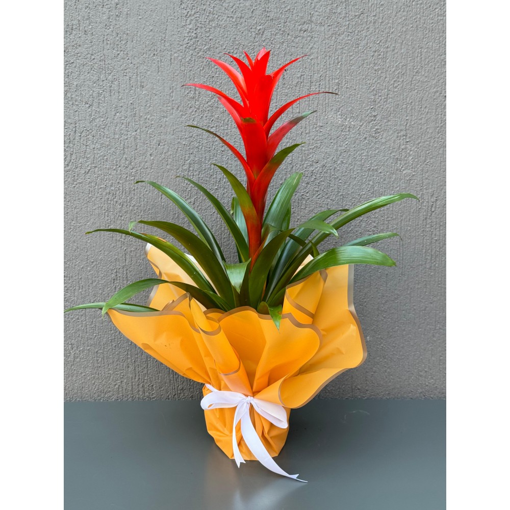 KIRMIZI GUZMANİA ÇİÇEĞİ