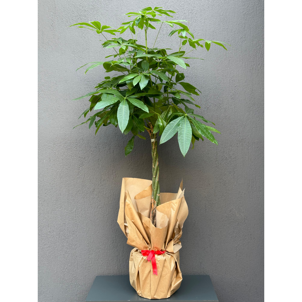 KALIN ÖRGÜLÜ PACHİRA ÇİÇEĞİ