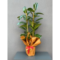 2'Lİ KAUÇUK SAKSI ÇİÇEĞİ