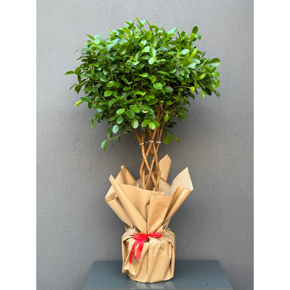 KALIN ÖRGÜLÜ KAFES BENJAMİN FICUS