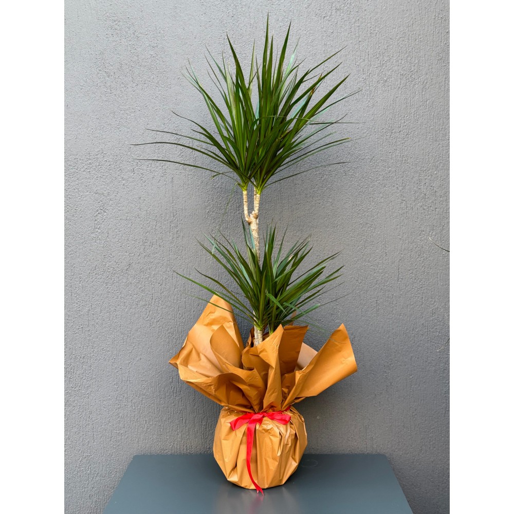 2'Lİ MARGİNATA SAKSI ÇİÇEĞİ