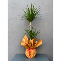 2'Lİ MARGİNATA SAKSI ÇİÇEĞİ