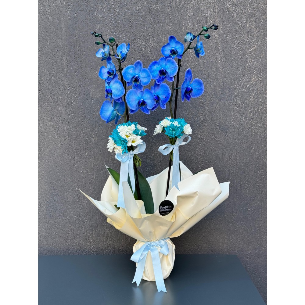 ÇİFT DAL MAVİ ORKİDE