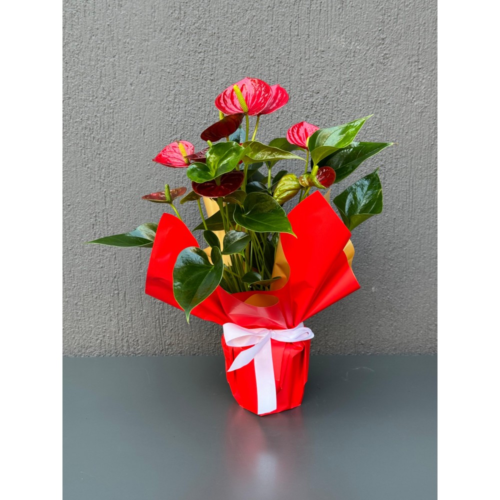 KIRMIZI ANTORYUM ÇİÇEĞİ